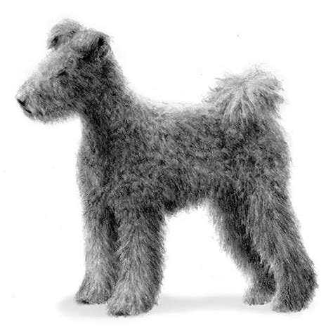 Pumi Dog Breed Information