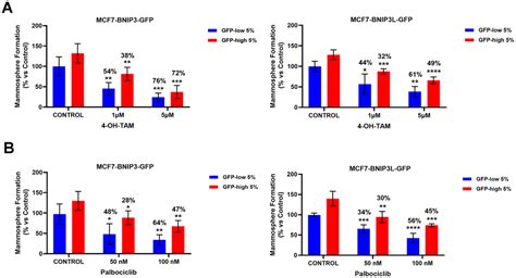 Mitophagy And Cancer Role Of BNIP3 BNIP3L As Energetic Drivers Of