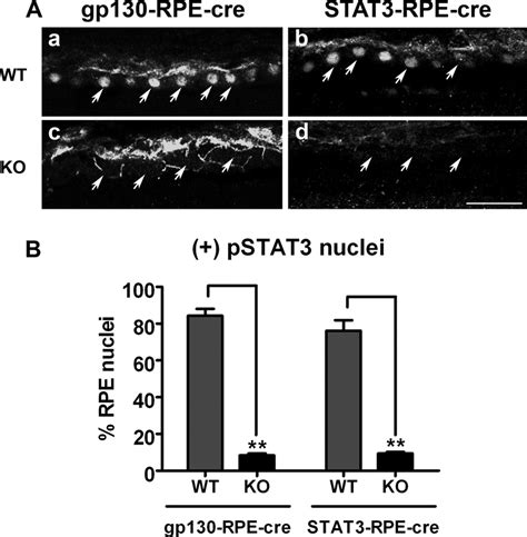 Efficiency Of Deletion Of Gp130 And Stat3 In The Gp130 Rpe Cre Ko And