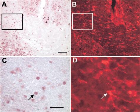[PDF] Multipotent Stem Cells from the Mouse Basal Forebrain Contribute ... 