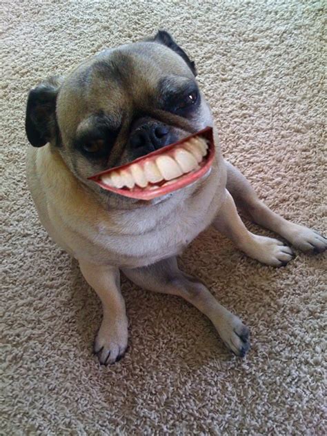 39 Best Got Teeth Images On Pinterest Funny Stuff Funny Pics And Ha Ha