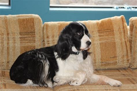 Pin By Deb Herzig On Springers English Springer Spaniel Springer