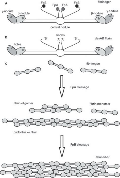 Fibrin monomer species and polymeric fibrin structures. Schematic...