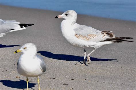 Ring-Billed Gull