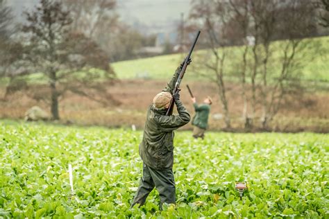 Pheasant Shooting