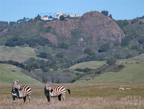 The Zebras of San Simeon + Hearst Castle – Ingrid Taylar Foto