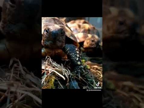 Tortues Hermann Boettgeri Youtube