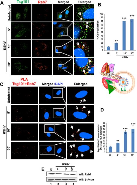 Immunofluorescence And PLA Microscopy Demonstrating Colocalization Of