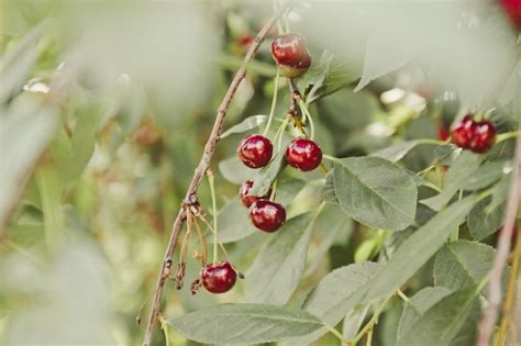 Cerejas Maduras Penduradas Em Um Galho De Rvore De Cereja No Ver O