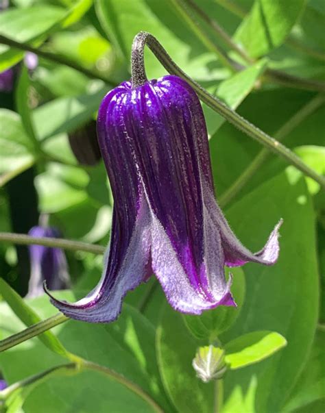 Flowers From Upstate New York Fine Gardening