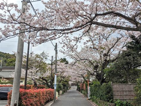 鎌倉press On Twitter 浄妙寺への道の桜、散って来ていますが、まだまだ綺麗に咲いています。 特に山門前の桜は満開です。 なお