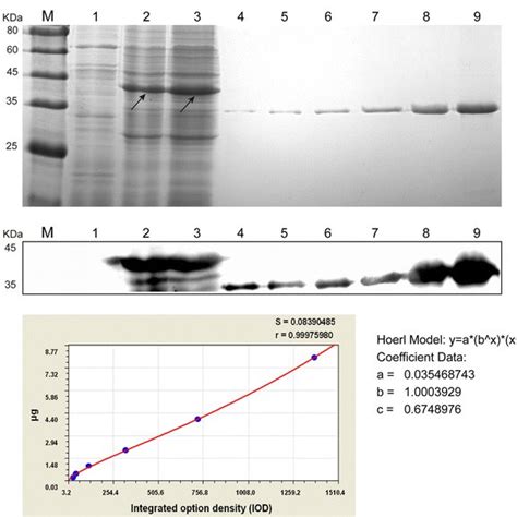 Identification And Quantification Of Cotc Cscp Fusion Protein Expressed