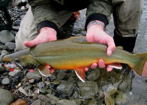 Seven Species Series Dolly Varden Contd