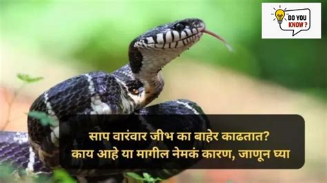 Why Does A Snake Flick Its Tongue साप वारंवार जीभ का बाहेर काढतात