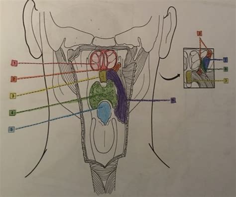 DH 100 Muscles Of The Soft Palate Flashcards Quizlet