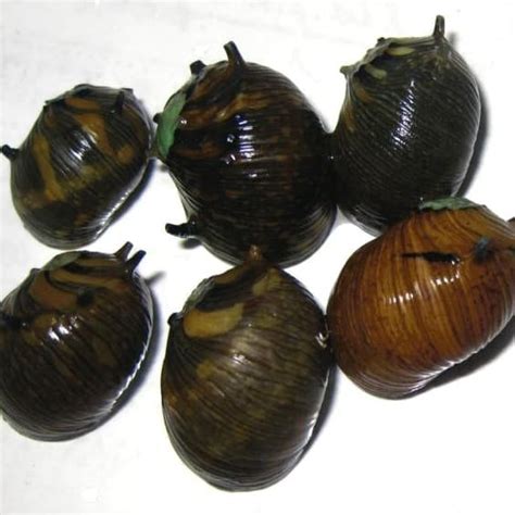 Jual Keong Tanduk Horned Nerite Snail Algaeater Algae Eater Terbaru