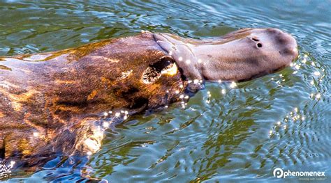 Feeling a Little Under the Weather? Try Platypus Milk!