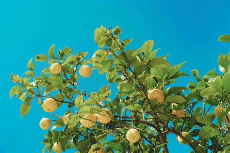 Trucos Para Plantar Un Limonero Y Consejos De Mantenimiento