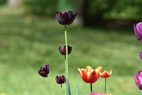 Tulips Flowers Garden Free Photo On Pixabay Pixabay