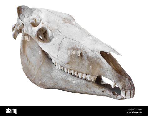 Bleached Animal Bones Cut Out Stock Images And Pictures Alamy