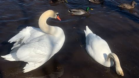 Mute Swans And Canada Geese Feeding On Birdseeds Wedge Bites Geese