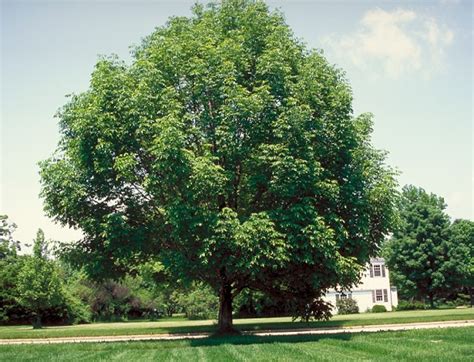 Fresno Americano Fraxinus Americana L