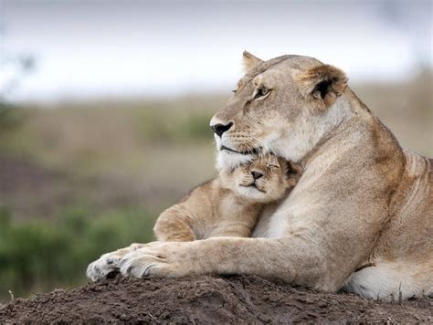 a mother lion and her baby laying on top of a dirt mound in the wild