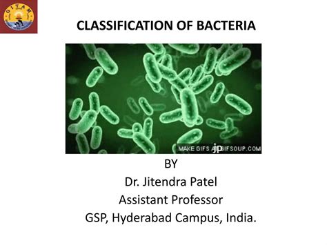 5 Classification Of Bacteriapptx