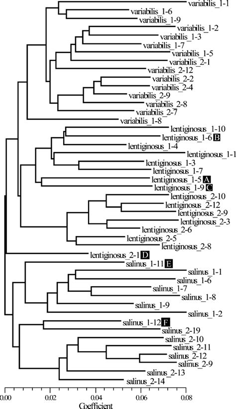 Neighbor Joining Dendrogram Built From A Matrix Of Dice Genetic