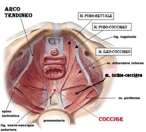 Contrattura Pelvica Cistite Info APS