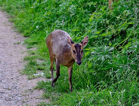 Muntjac Deer | Aylestone Meadows Appreciation Society