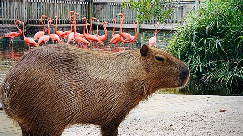 Capybara Attack