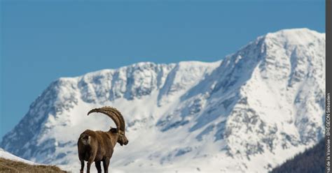 Faune Et Flore De Nos R Gions Le Bouquetin Embl Me De La Vanoise