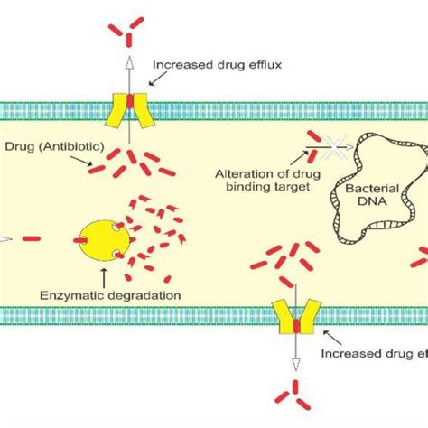 P Aeruginosa Resistance Through Efflux Pump In Biofilms Schematic Download Scientific Diagram