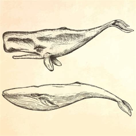 Humpback Whale Scientific Drawing