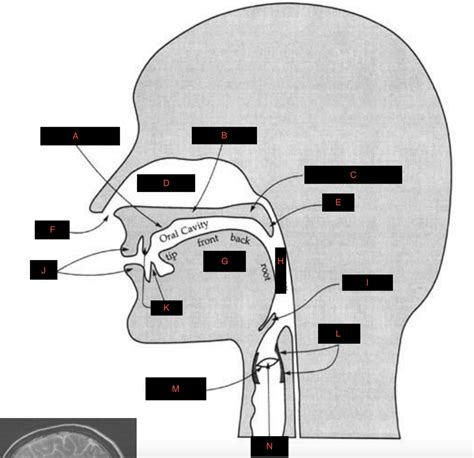 Vocal Anatomy Diagram | Quizlet