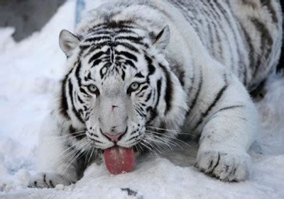 Siberian Snow Tiger