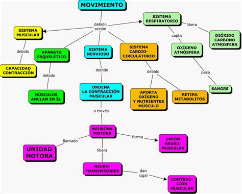 Sistema Muscular Mapa Mental Mapas Conceptuales Mind Maps Y