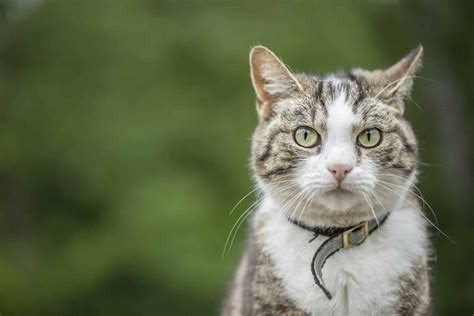 Chat Perdu Peut Il Retrouver Sa Maison Ventana Blog