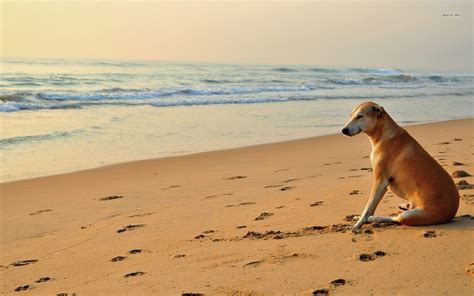 Dogs On The Beach Wallpaper Wallpapersafari