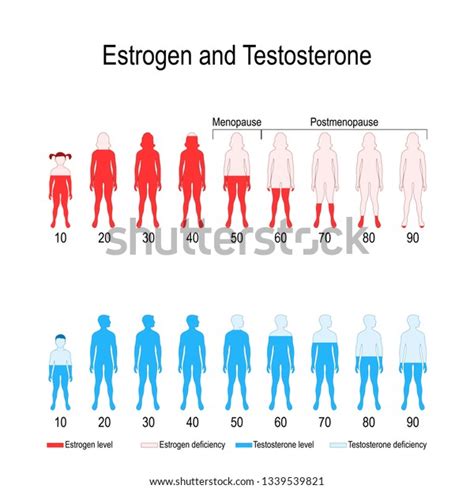 Estrogen Levels Chart: A Visual Reference of Charts | Chart Master