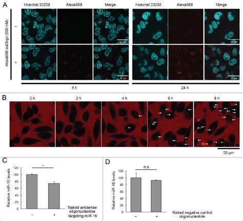 Uptake Of Naked Ssoligos By Hela Cells A Confocal Imaging Of Hela