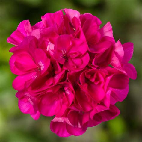 Pelargonium Mojo™ Interspecific Geranium Garden Center Marketing