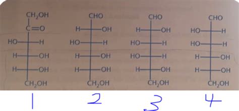 Glucose Mannose Fructose Galactose Ribose Structures Flashcards Quizlet