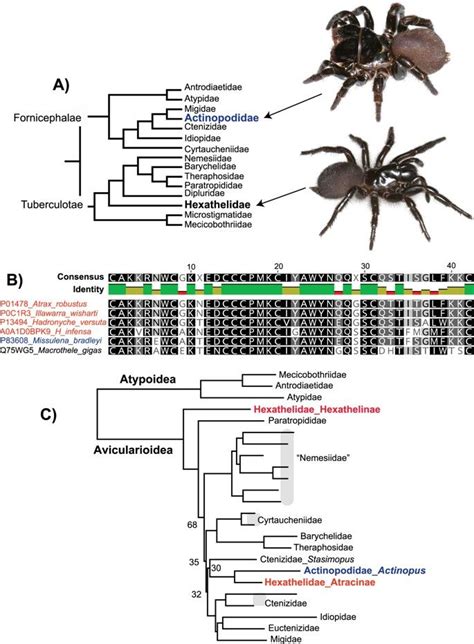 Phylogenomic reclassification of the world’s most venomous spiders (Mygalomorphae, Atracinae ...