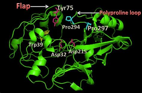 The 3-dimensional structure demonstrating the common structural ...