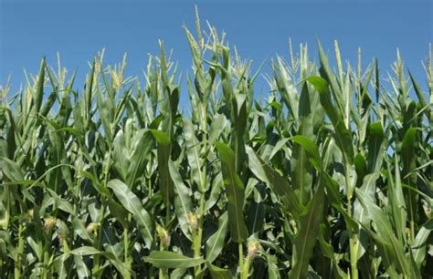 Chuvas E Temperaturas Elevadas Favorecem As Lavouras De Milho No Rs