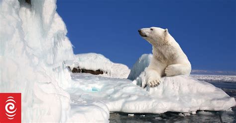 Polar Bear Shot Dead After Attacking Cruise Ship Guard Rnz News