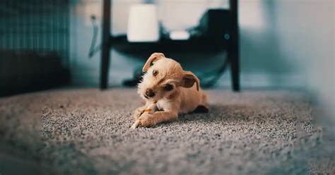 Quantas Vezes O Cachorro Deve Comer Por Dia