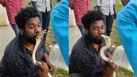 Cobra Bites Rescuer On Lips After He Tried To Kiss It Video Goes Viral